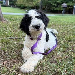 Banshee - Black and white male Bernedoodle puppy in Williamston, South Carolina from Sassy Bob’s Dogs