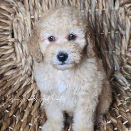 Colt - Yellow and white male Bernedoodle puppy in Cleveland, Georgia from Jam's Doodles And Poodles