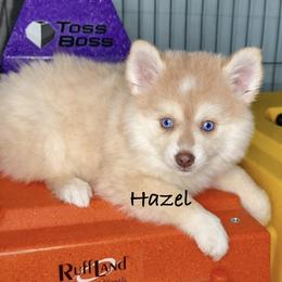 Hazel - Red and white female Pomsky puppy in Michigan from Blue Water Pomskies