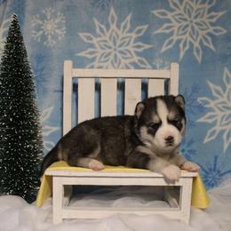 Yellow - Black and white female Siberian Husky puppy in York, Pennsylvania from Spalla Pups