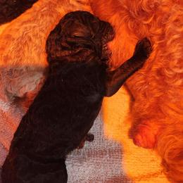 Girl 1 - Black female Poodle puppy in Stephentown, New York from Creme de la Poodle, standard poodles