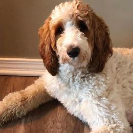 Dessie - Goldendoodle