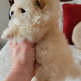 Pomeranian Puppies from Halo Poms