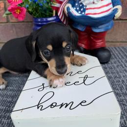 Chloe - Black and cream female Dachshund puppy in Keota, Oklahoma from Skyview Doxie Ranch