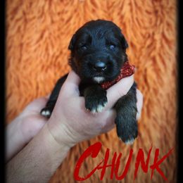 Chunk - Black and tan male German Shepherd puppy in Fort Jennings, Ohio from Von Holtzapple German shepherds