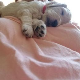 Goldendoodle Puppies from Jennifer's Canines