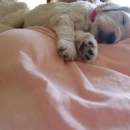 Goldendoodle Puppies from Jennifer's Canines