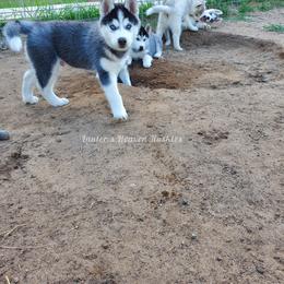 Tux - Green Print Collar - Black and white Siberian Husky puppy in Tomahawk, Wisconsin from Lunter's Heaven Huskies