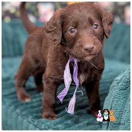 F1 Labradoodles - OFA-Genetics-2 Year Health Warranty. - Chocolate female Labradoodle puppy in Jeddo, Michigan from Apple Creek Doodles