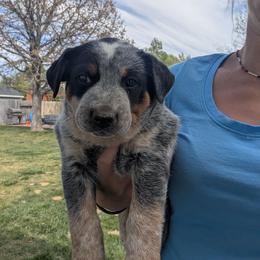 Blu (Blue Collar) - Blue male Australian Cattle Dog puppy in Ammon, Idaho from Piney River Cattle Dogs
