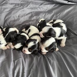Girl 3 - Tri-color female Cavalier King Charles Spaniel puppy in Clintonville, Wisconsin from Whispering Meadows Performances Horses and Cavalier King Charles Spaniels