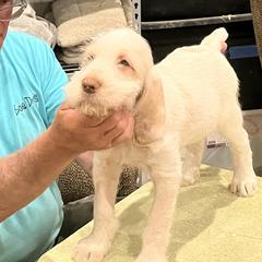 "Puppy Boy" Spinone Italiano Puppies from Boe Dogs