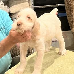 "Puppy Boy" Spinone Italiano Puppies from Boe Dogs