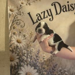 Red Collar - Black white and brown male Basset Hound puppy in Tonkawa, Oklahoma from Lazy Daisy Basset Hounds