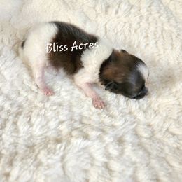 Tiny boy - Red parti male Pomeranian puppy in Ponca City, Oklahoma from Bliss Acres Farm