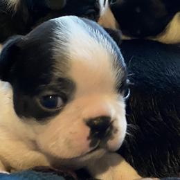 Boston Terriers and Great Pyrenees from Lauren La Rue