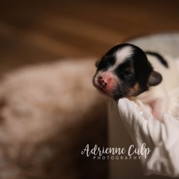 Biewer Terrier Puppies from Imperial BabyDoll Biewers