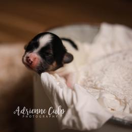 Biewer Terrier Puppies from Imperial BabyDoll Biewers