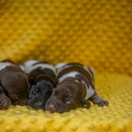 Girl 2 - Liver roan female German Shorthaired Pointer puppy in Greensburg, Kentucky from Nosam Kennels- Hungarian Vizslas, and German Shorthairs Located in Kentucky