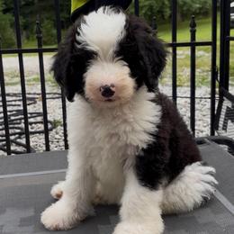 Candi - Black and white female Sheepadoodle puppy in Joelton, Tennessee from PC Pampered Parti's