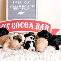 Bernedoodle Puppies from Sugarcreek Haven Bernedoodles