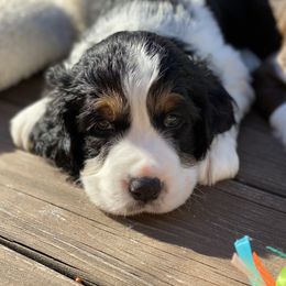 English Springer Spaniel Puppies from Cedarhaven Springers