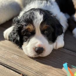 English Springer Spaniel Puppies from Cedarhaven Springers