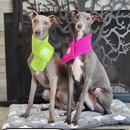 Italian Greyhounds from Italian Greyhounds