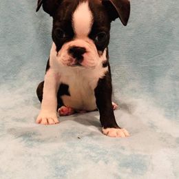 Boston Terrier Puppies from Helton’s Boston Terriers