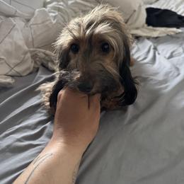 Slika - Dachshund