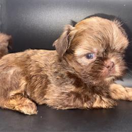 Liver Boy - Liver male Shih Tzu puppy in Albany, New York from Precious Shihpoo’s and Luxurious Shih Tzu’s
