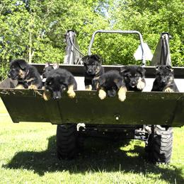German Shepherd puppies from Nutzenhof