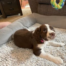 English Springer Spaniel Puppies from Timothy Naylor