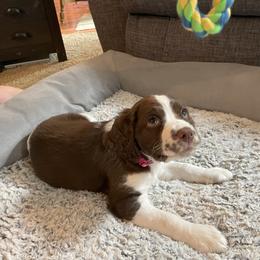 English Springer Spaniel Puppies from Timothy Naylor