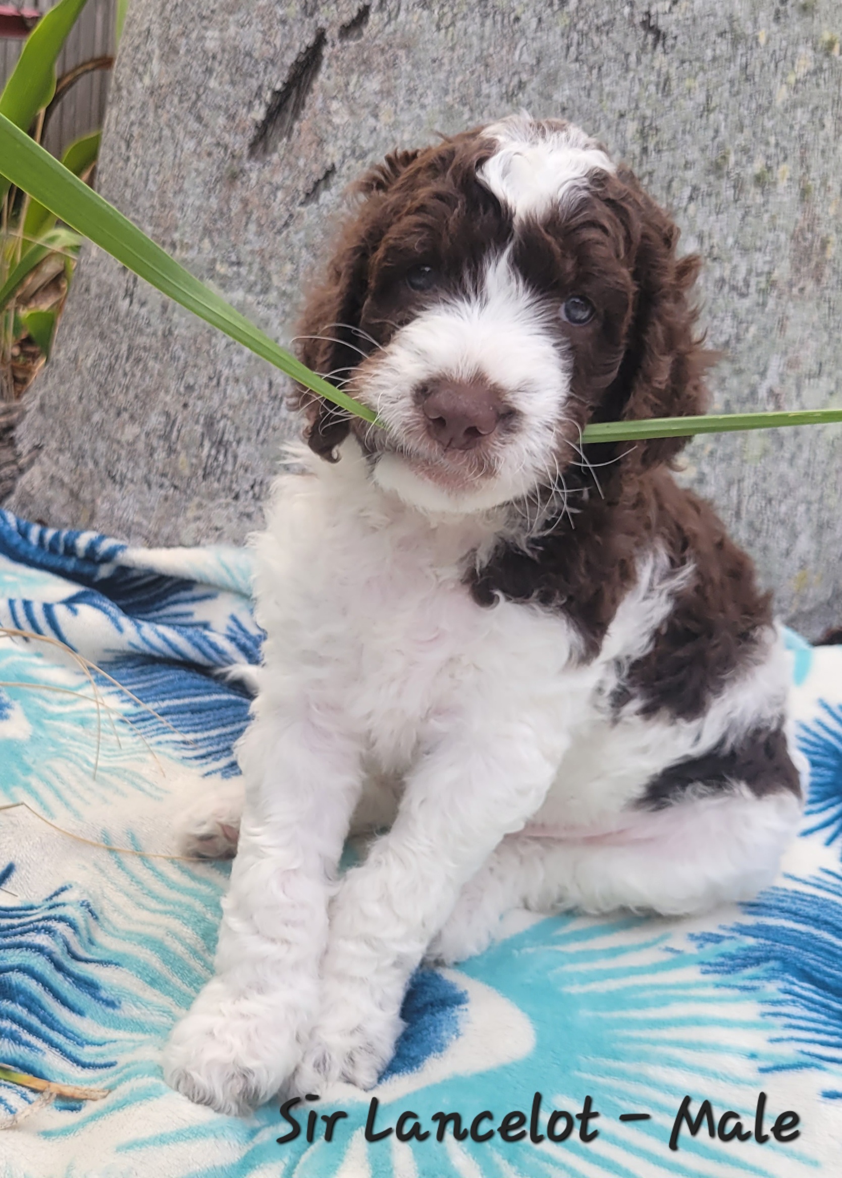 Sir Lancelot - Liver and white Springerdoodle puppy in Bradenton, Florida from Springerdoodles of Florida