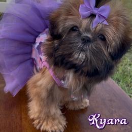 Kyara - Red female Shih Tzu puppy in Mercedes, Texas from Tzu Casa