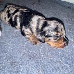 Cookie AKC - Dapple female Dachshund puppy in Magnolia, Texas from J&R Macias Dachshunds