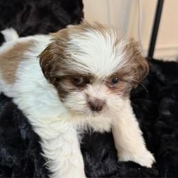 Linus - Red and white male Shih Tzu puppy in Covington, Georgia from Top Hats 2  Shih Tzu’s