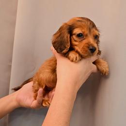 Male 1 - Cream male Dachshund puppy in Hesperia, California from VOM HAUSE Imperial