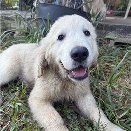 Pecan Orchard's Pink Lady - Light golden female Golden Retriever puppy in Pearland, Texas from Pecan Orchard Goldens