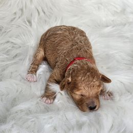 Sugar - Apricot female Poodle puppy in Hoagland, Indiana from Kandyland Kennels