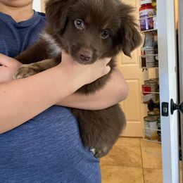 Miniature Australian Shepherd Puppies from Talbot's Mini Aussies