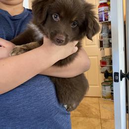 Miniature Australian Shepherd Puppies from Talbot's Mini Aussies