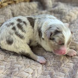 Boy 2 - Red merle male Australian Shepherd puppy in Volant, Pennsylvania from Addie's Aussies