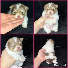 AKC Mira - Chocolate sable female Pomeranian puppy in Saint Ignatius, Montana from Pomeranians Montana