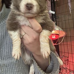 Newborn lilac boy - Lilac male Border Collie puppy in Grapeview, Washington from Athena’s Collies