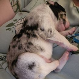 Goose - Blue merle male Miniature American Shepherd puppy in Vancouver, Washington from BonDrew's Miniature American Shepherds