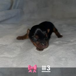 Girl 3 - Black and gold female Yorkshire Terrier puppy in San Tan Valley, Arizona from Great Mates