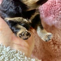 Early Bird  - 'Birdie' - Black and tan female Pomeranian puppy in Lake Forest Park, Washington from Tea Pup Pomeranians