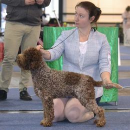 Lagotti Romagnoli from Lakeside Lagotto